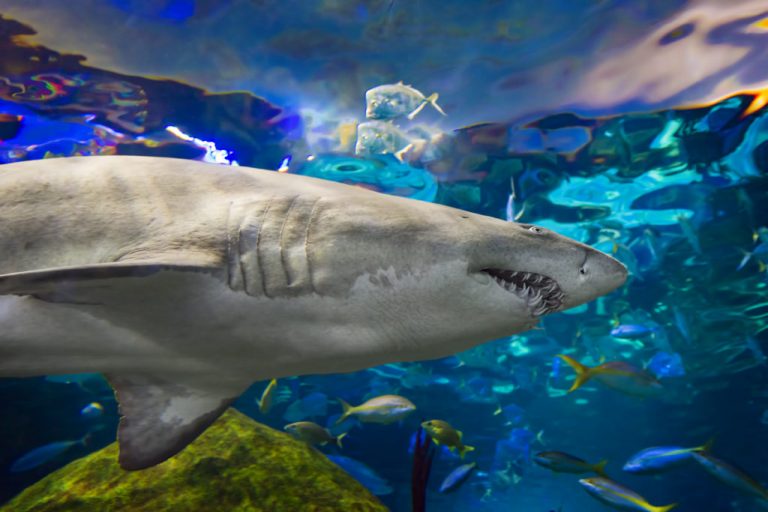 virtual aquarium shark