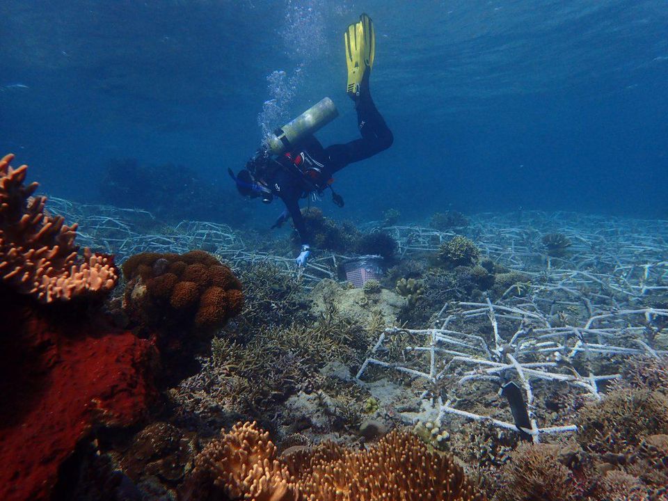 Alicia McArdle | Large Scale Coral Reef Restoration - Seat of your pants