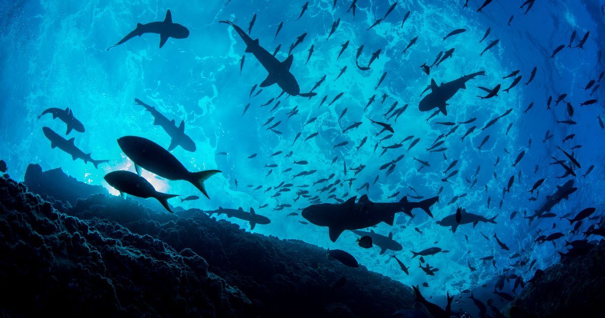 National Geographic Pristine Seas Lifts Anchor on Five-Year