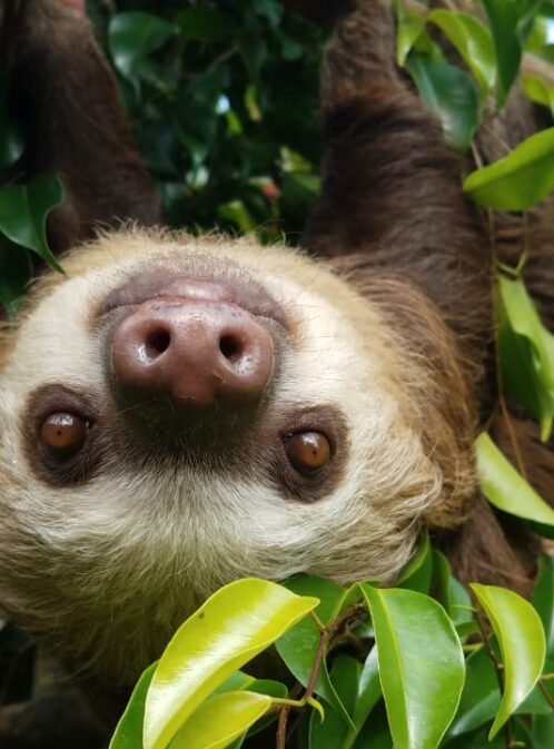 Live with Sloths at the Toucan Rescue Ranch
