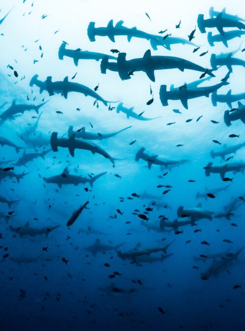 World Ocean Week