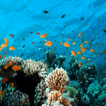 Coral Reefs