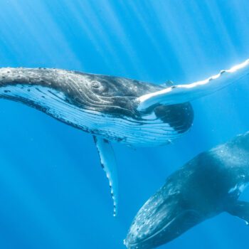 Animal Adaptations for Surviving the Ocean