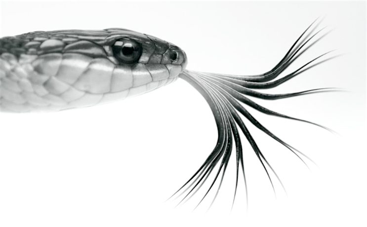 Amazing Snakes with Kurt Schwenk