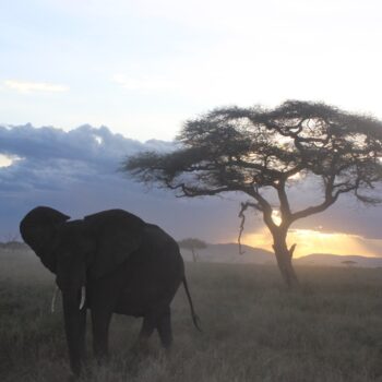 Kilimanjaro and Wild Africa with Jesse Hildebrand