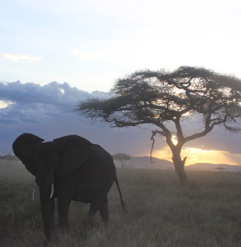 Kilimanjaro and Wild Africa with Jesse Hildebrand