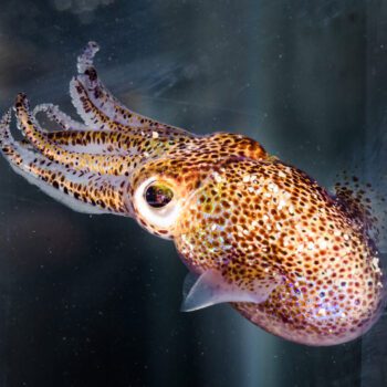 Searching for the Hawaiian Bobtail Squid with Hannah Osland