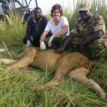 Searching for Lions with Volcanoes Safaris Lion Monitoring Team