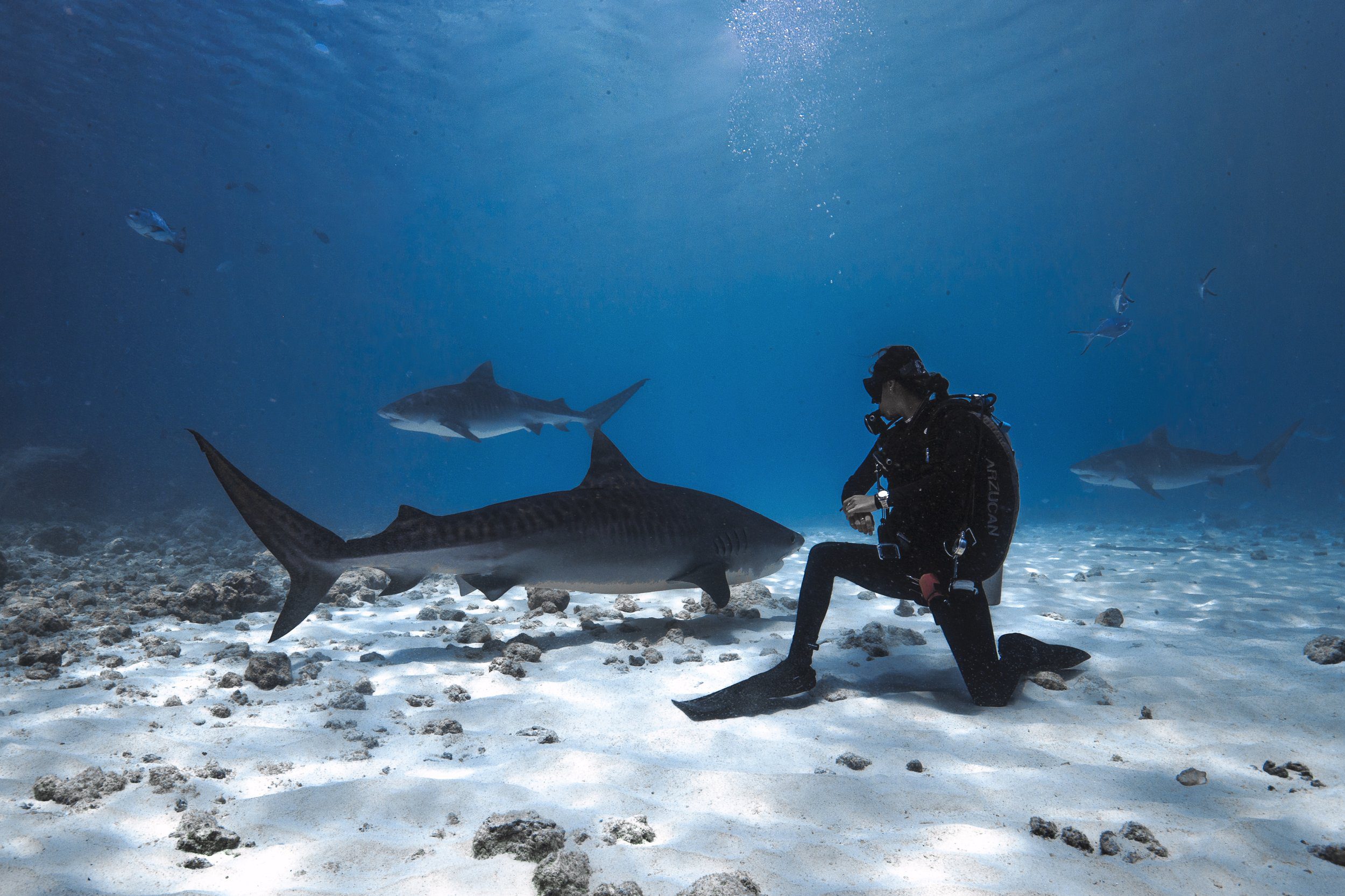 Sharks of the World with Arzucan Askin