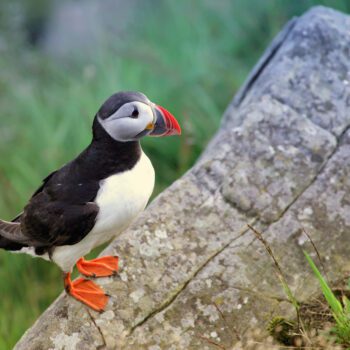 Live Puffins Walk