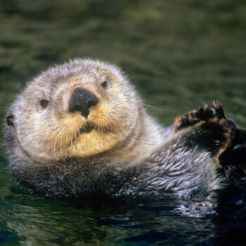 To the Edge and Back – The Critters That Built Canada
