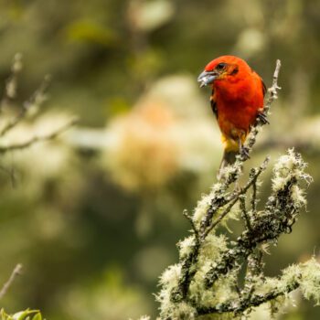 Climb High Into the Rainforest Canopy with Osa Conservation