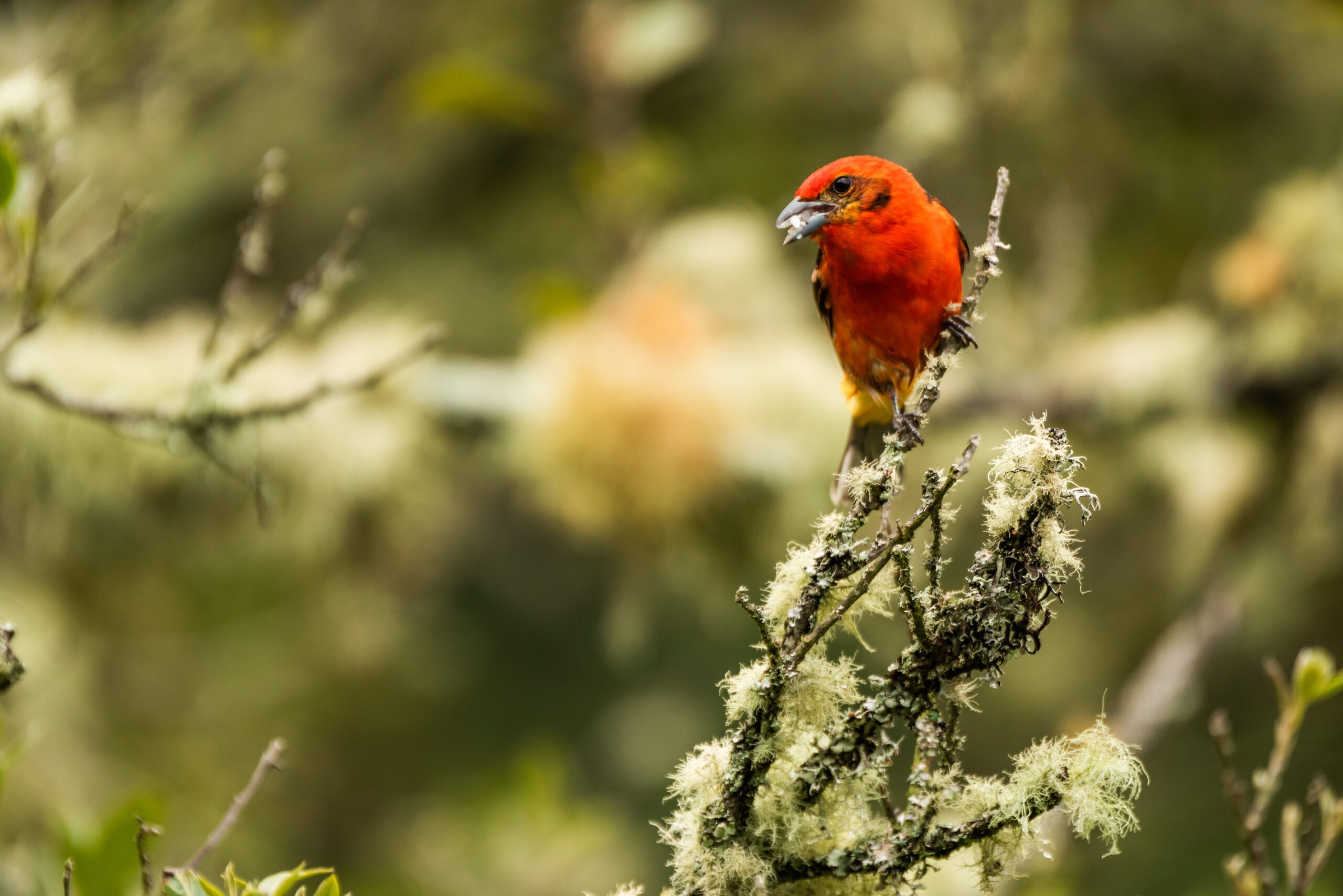 Climb High Into the Rainforest Canopy with Osa Conservation