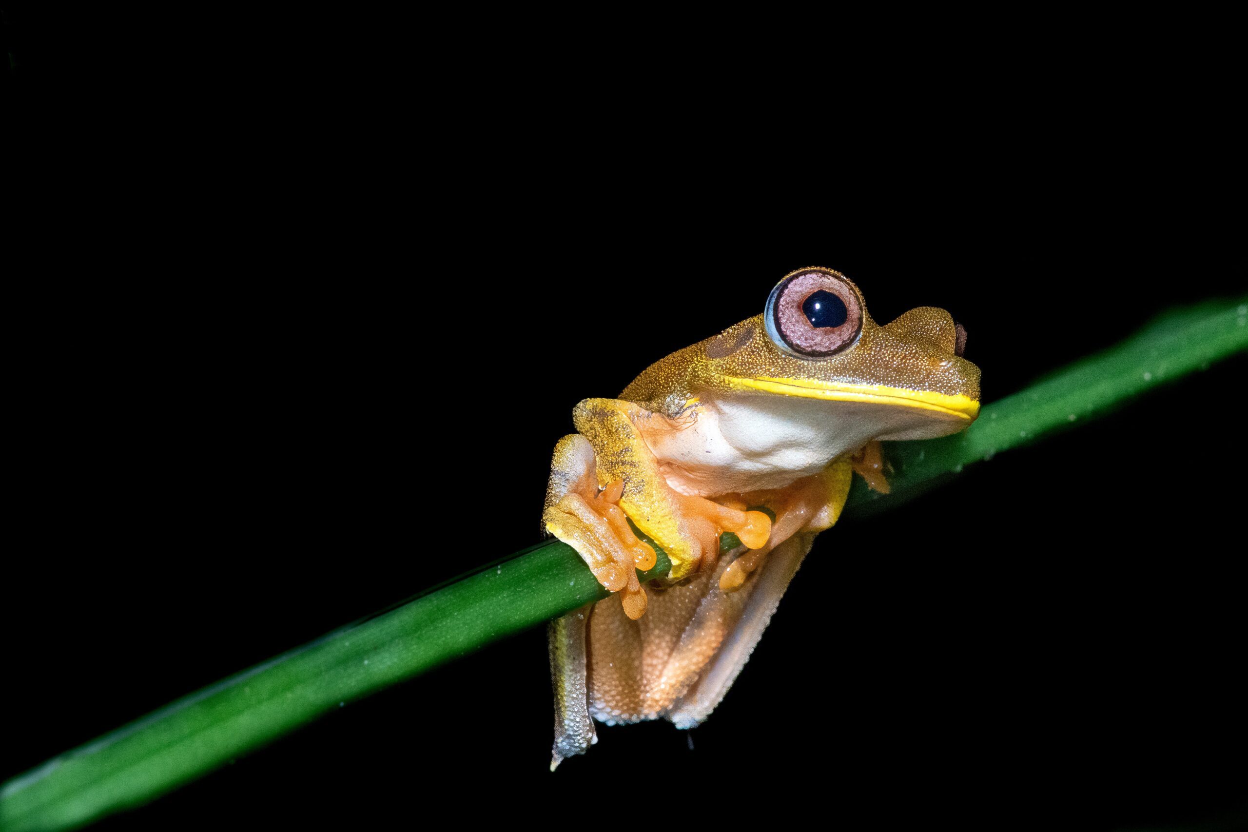 Frogs: Hopping into the Unknown!