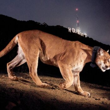 Saving the Cougars of Los Angeles with Beth Pratt