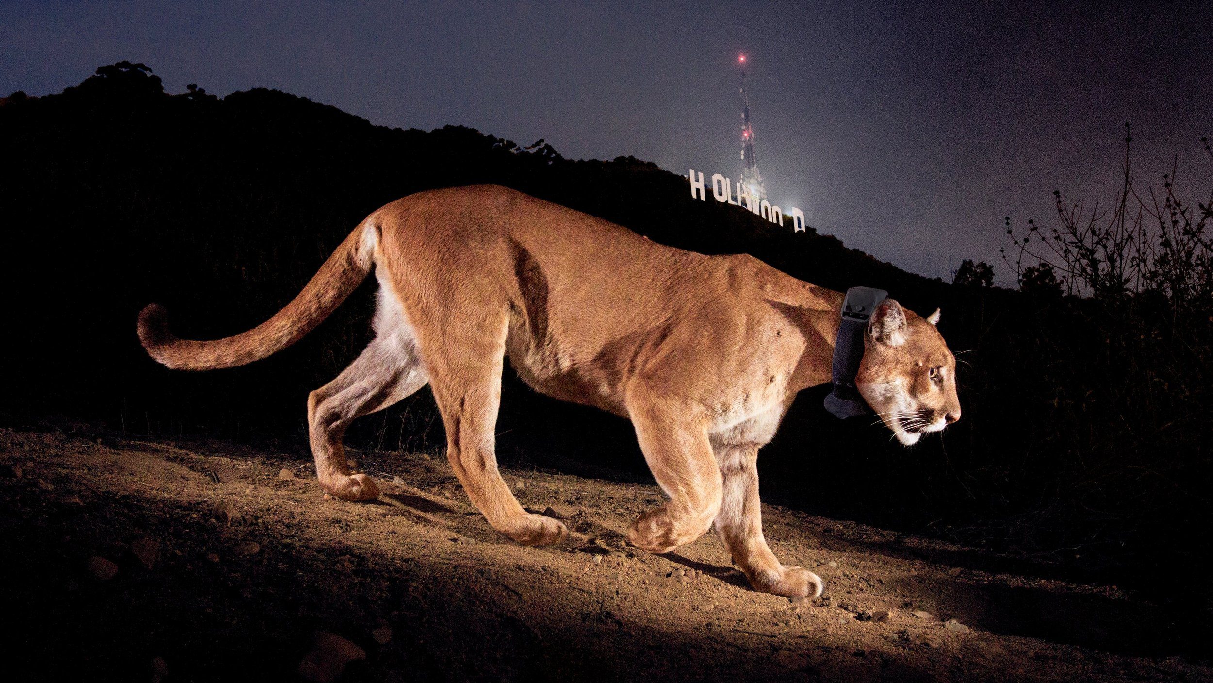 Saving the Cougars of Los Angeles with Beth Pratt