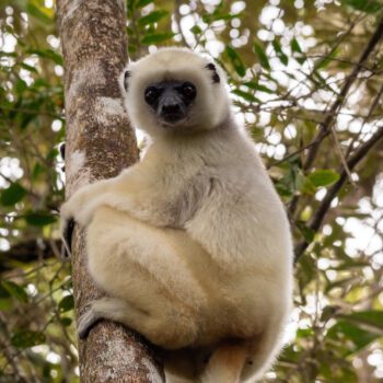 Live from Madagascar with James Herrera and Duke Lemur Center