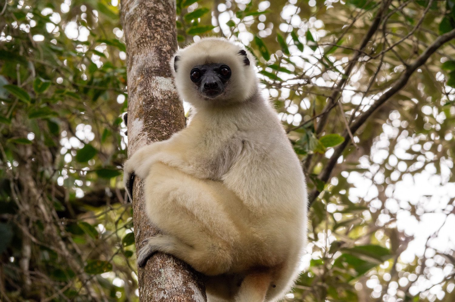 Live from Madagascar with James Herrera and Duke Lemur Center