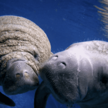 Saving Manatees with Jessica Mailliez