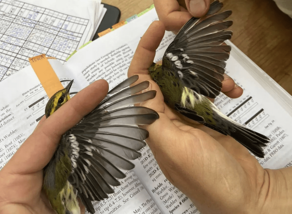 Banding Songbirds at Lucky Peak Research Station