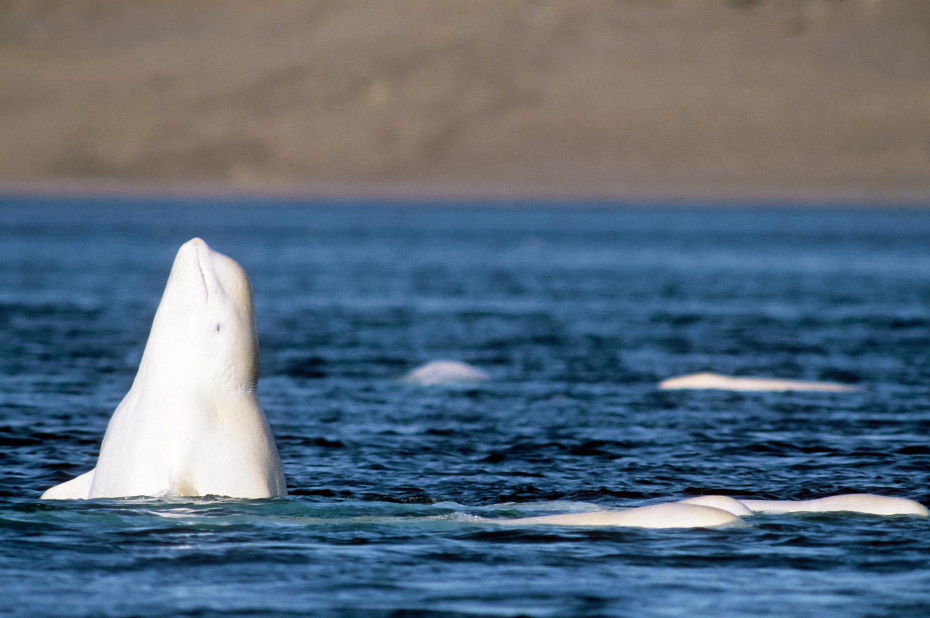 Counting Beluga Whales in the Arctic with Alexandra Mayette
