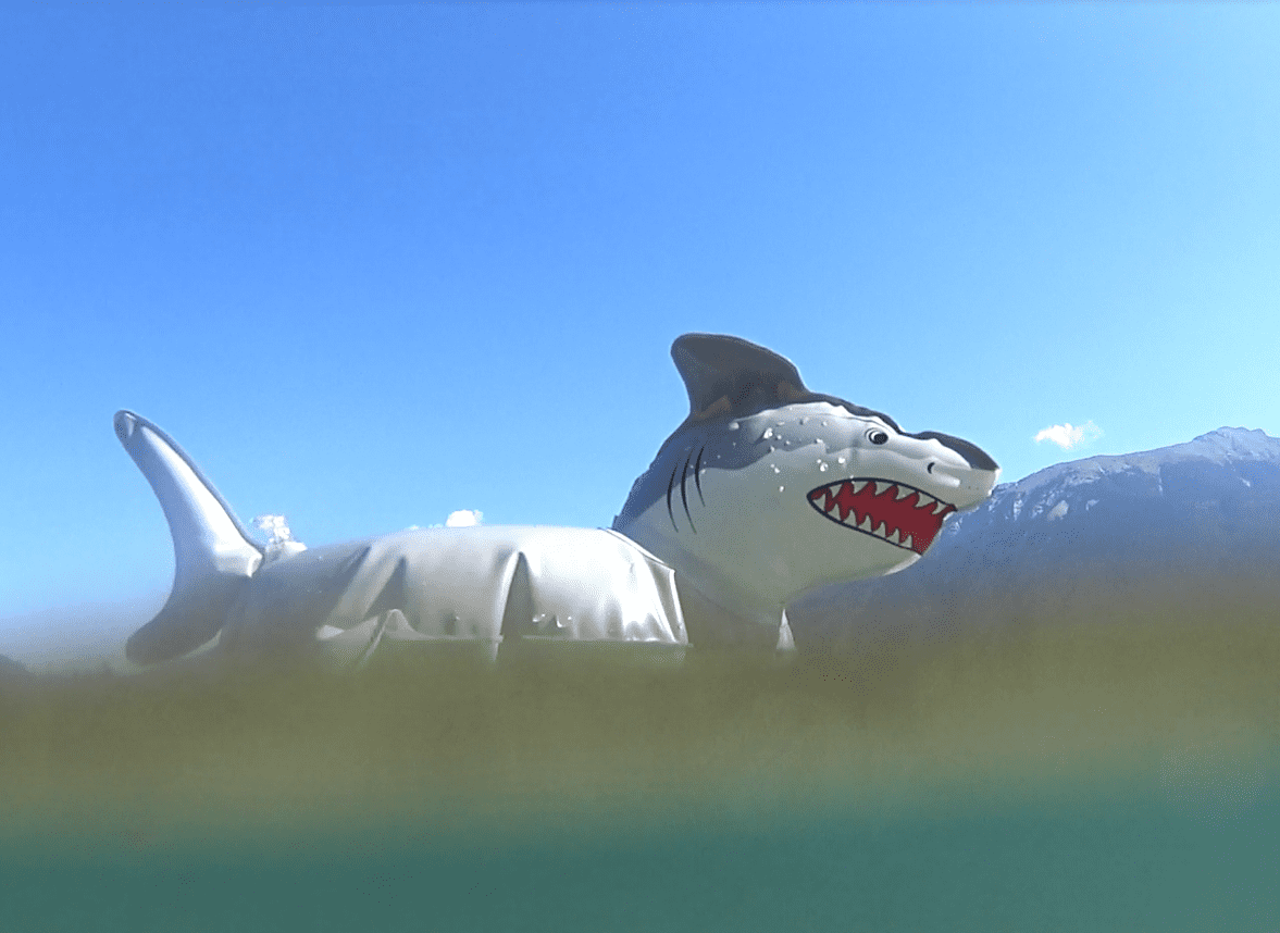 Requins dans le parc