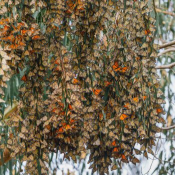 The Amazing Monarch Butterfly: A Migratory Journey that Connects Three Countries