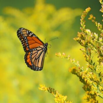 Pollinators with Tracey Etwell