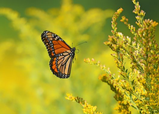 Pollinators with Tracey Etwell