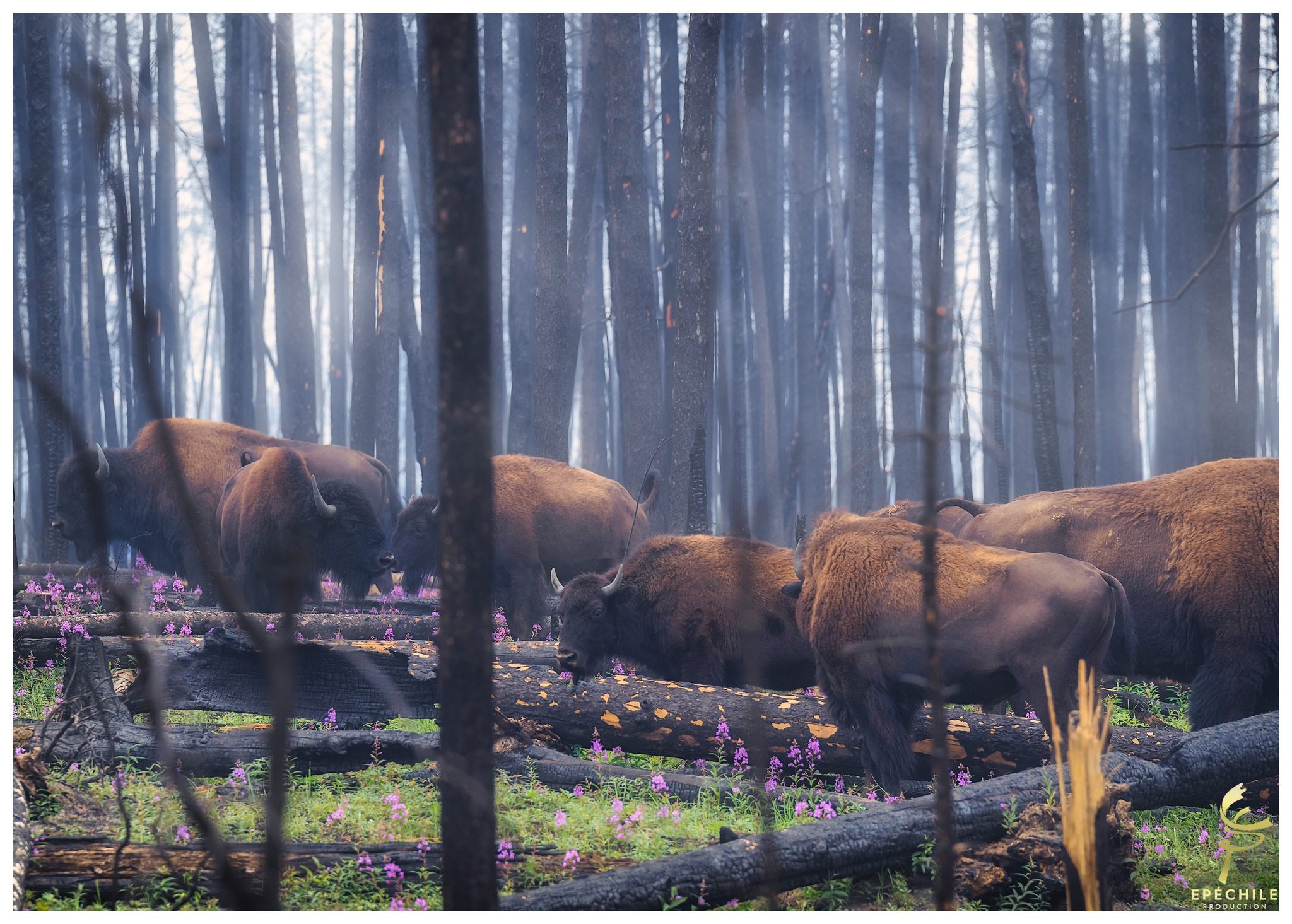 Wildlife: Wildfire Smart