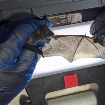 Bats with James Pagé