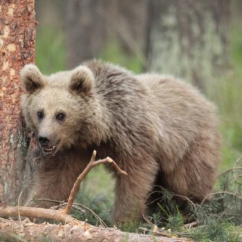 On the Trail of the World’s Only Migrating Brown Bears with David Blount