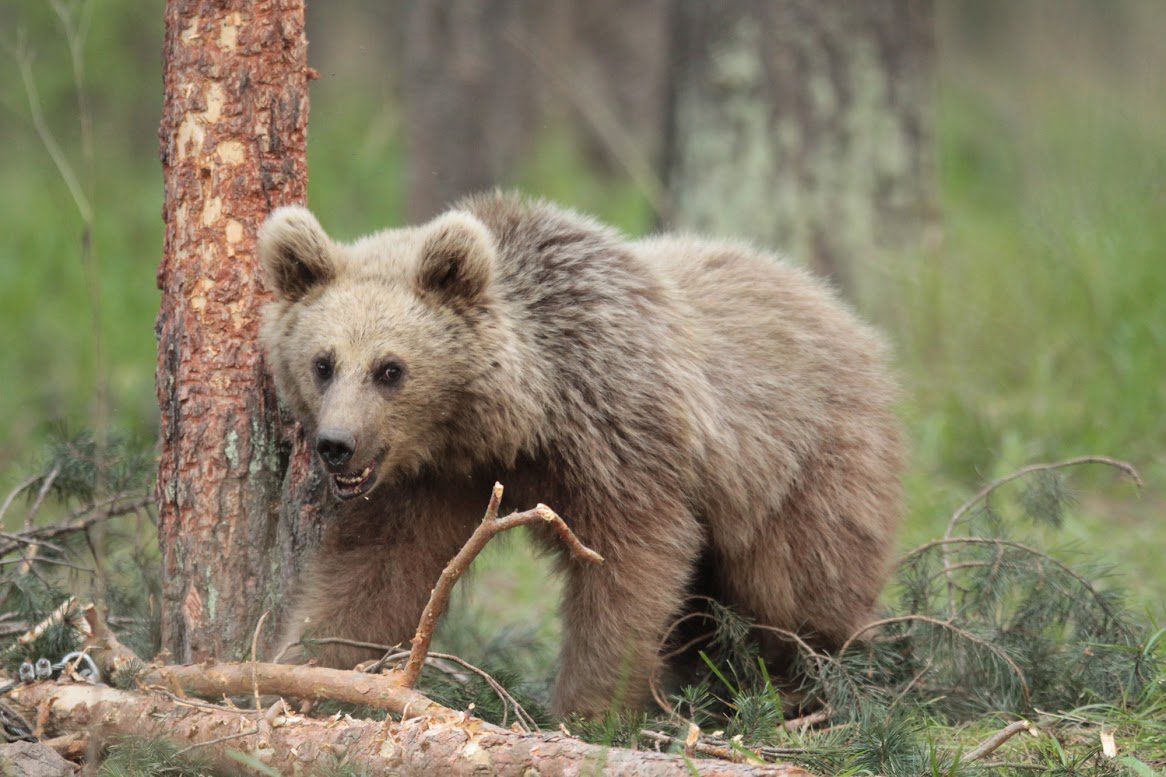 On the Trail of the World’s Only Migrating Brown Bears with David Blount