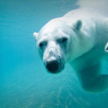 Animal Enrichment at the Toronto Zoo