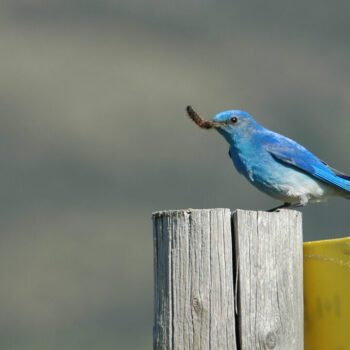 Birds of the Mountain Parks
