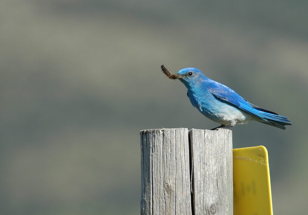Birds of the Mountain Parks
