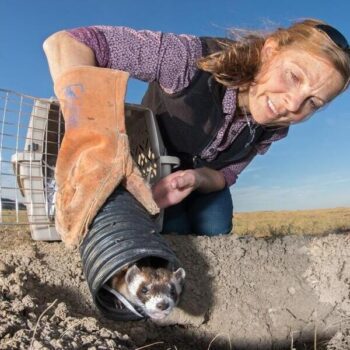 Fighting Extinction – The Black-footed Ferret Success Story