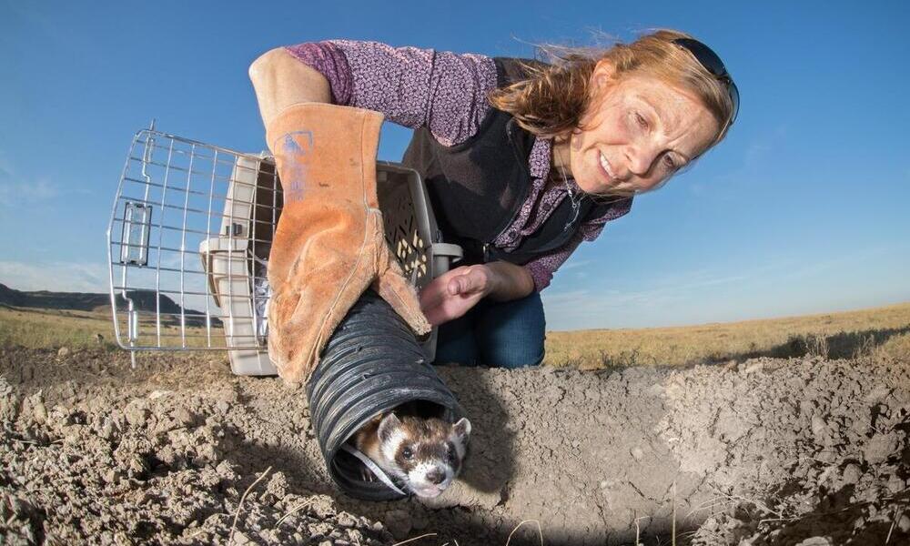 Fighting Extinction – The Black-footed Ferret Success Story