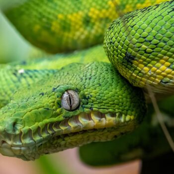 Journey Into the Peruvian Amazon with Joe Grabowski