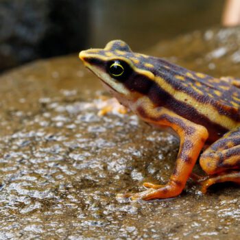 The Ark for Frogs – Protecting the World’s Most Endangered Frogs with Dr. Gina Della Togna