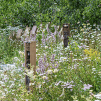 Growing Gardens to Save Wildlife with Mary Reynolds