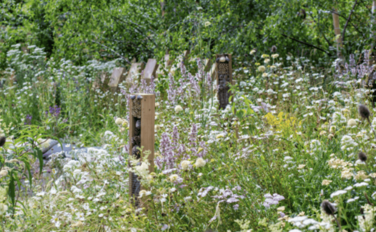 Growing Gardens to Save Wildlife with Mary Reynolds