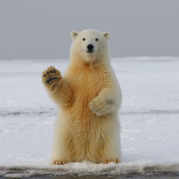 Arctic Explorers with Ocean Wise