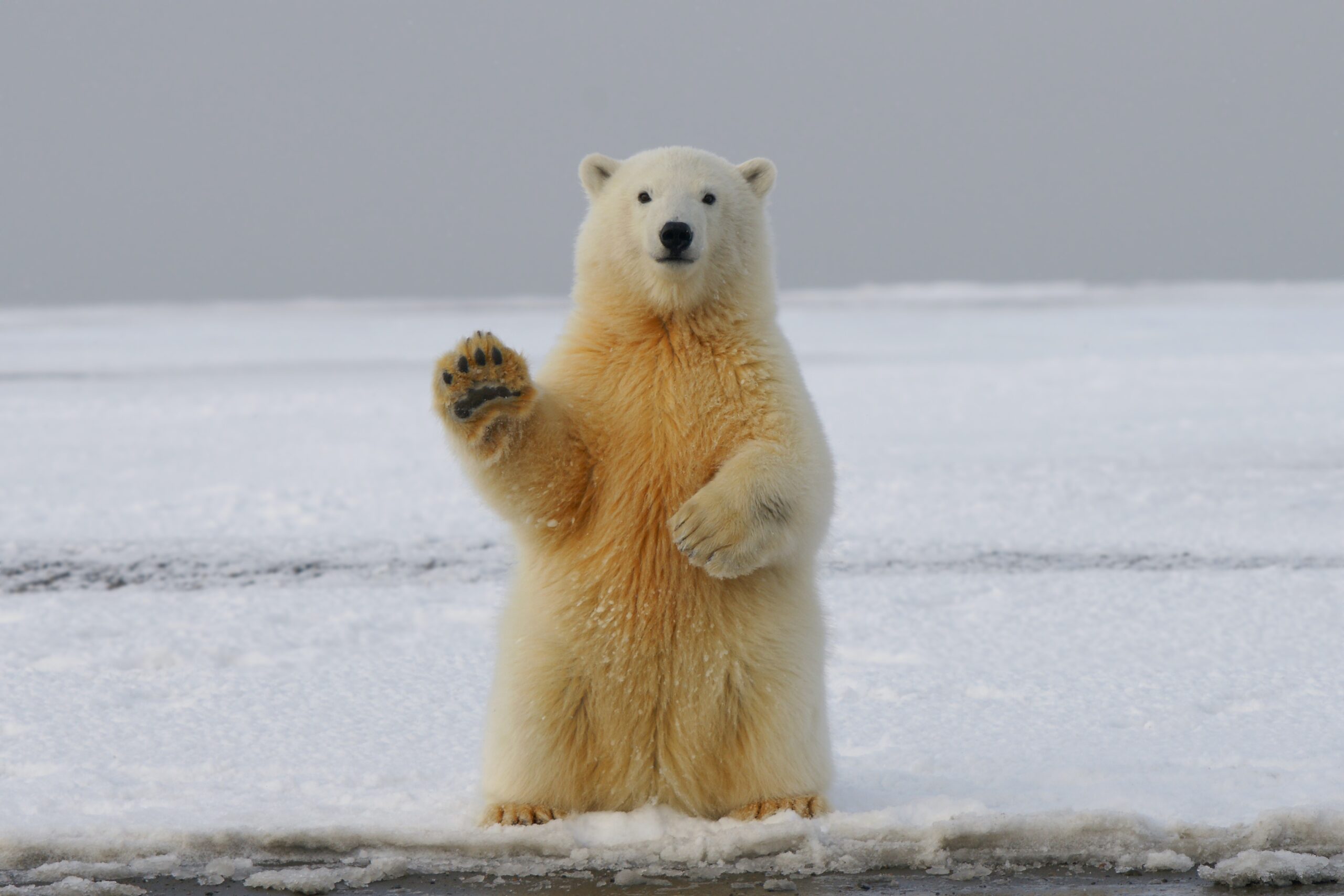 Arctic Explorers with Ocean Wise