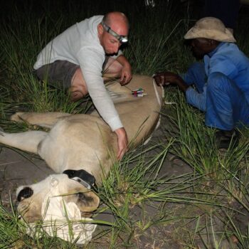 Working with Lions and Communities in Botswana with Andrew Stein