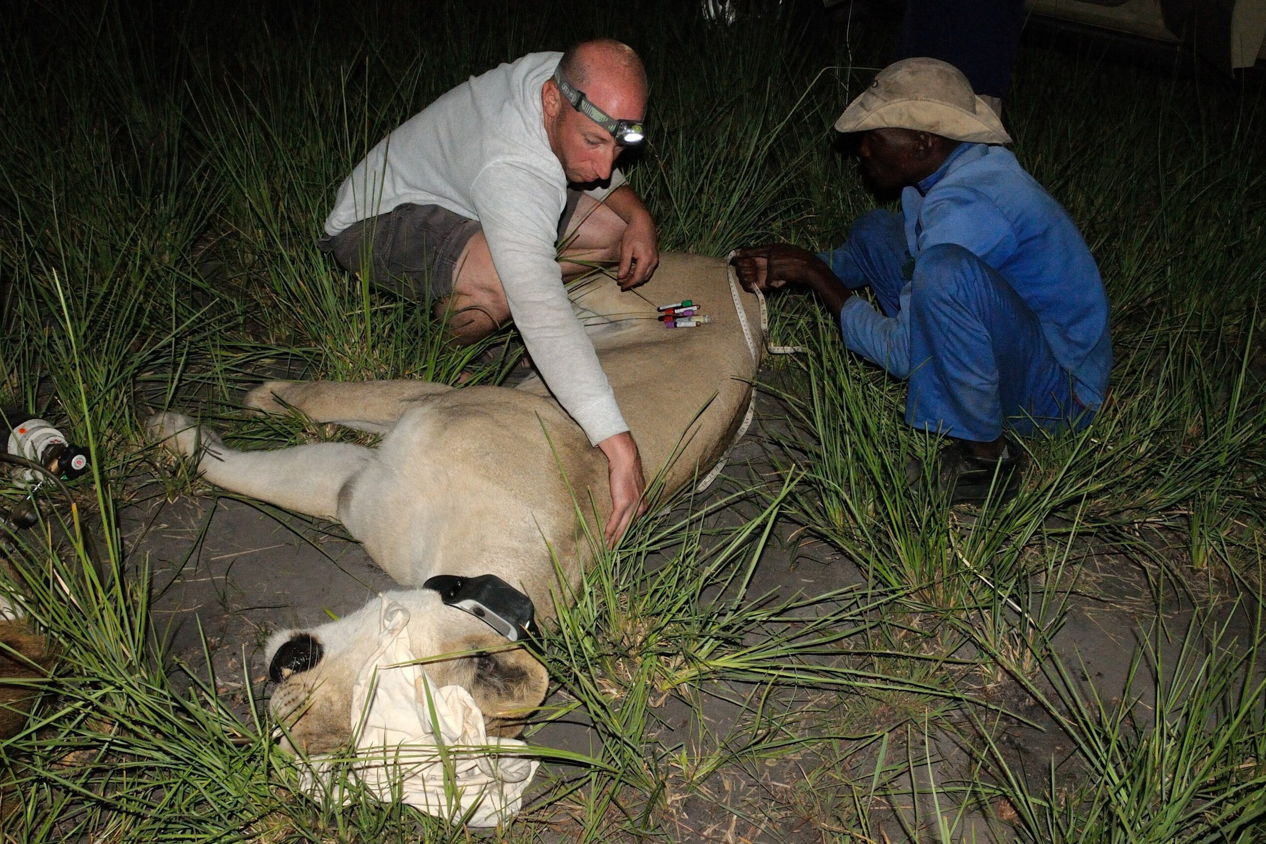 Working with Lions and Communities in Botswana with Andrew Stein