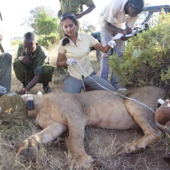 Protecting Lions in Kenya with Evanson Kariuki