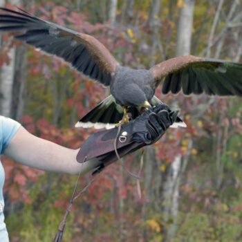 Live Raptors with the Vermont Institute of Natural Sciences