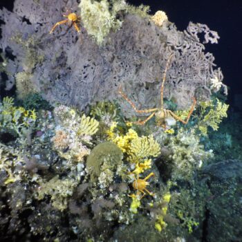 Vertical Reefs of the Galapagos with the Schmidt Ocean Institute