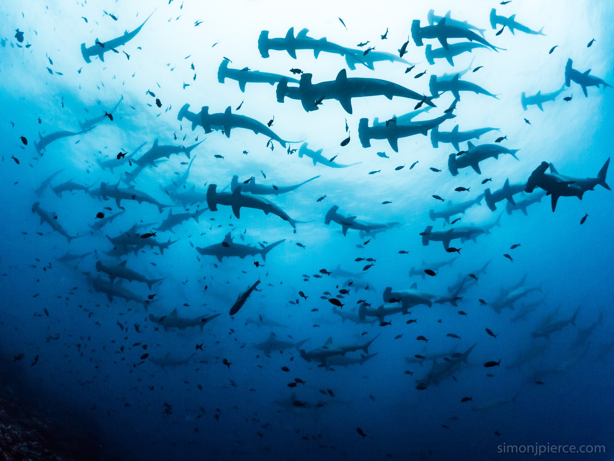 Sharks of the World with Ocean Wise